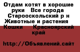 Отдам котят в хорошие руки - Все города, Старооскольский р-н Животные и растения » Кошки   . Красноярский край